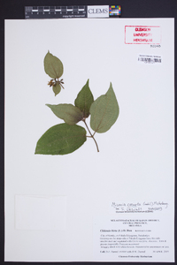 Miconia crenata image