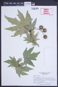 Platanus orientalis image