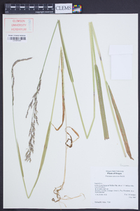 Trisetum canescens image