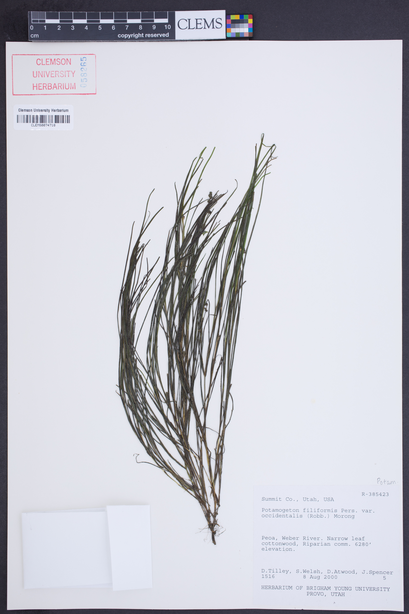 Potamogeton filiformis image