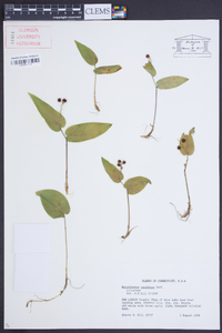 Maianthemum canadense image