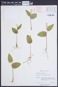 Maianthemum canadense image