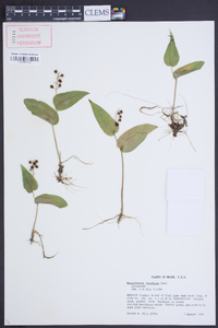 Maianthemum canadense image