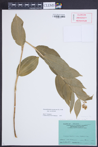 Maianthemum racemosum subsp. racemosum image