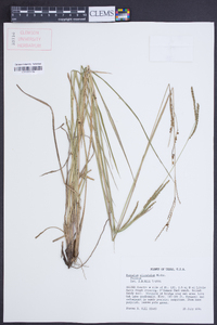 Paspalum plicatulum image