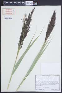 Phragmites australis image