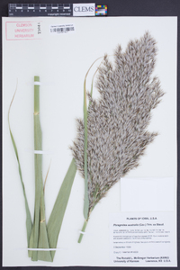 Phragmites australis image