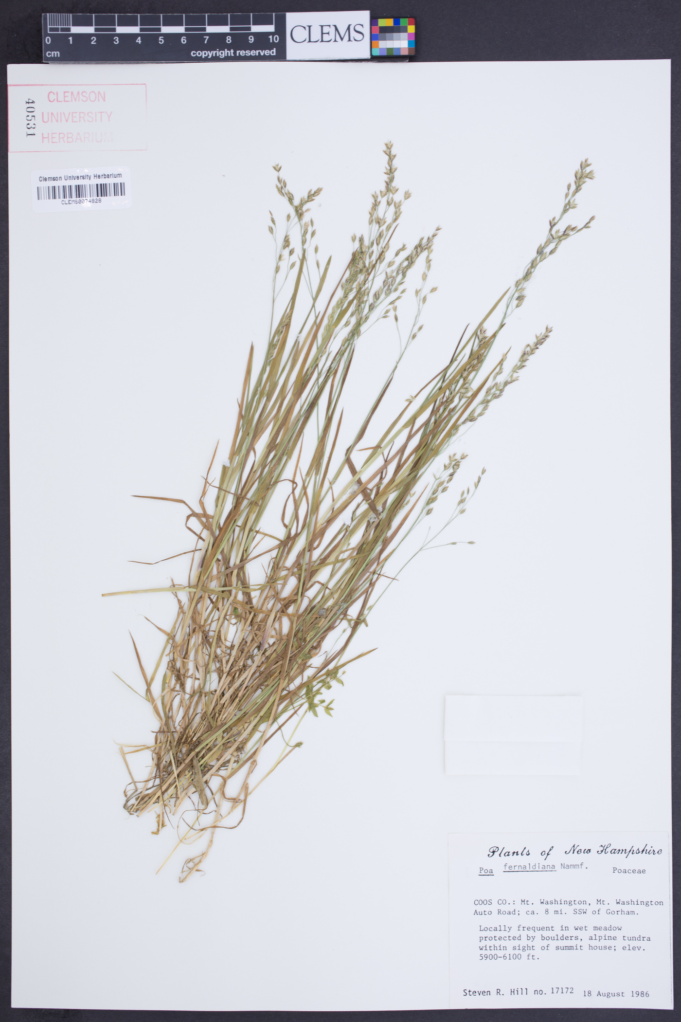 Poa fernaldiana image