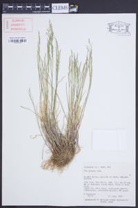 Poa glauca image