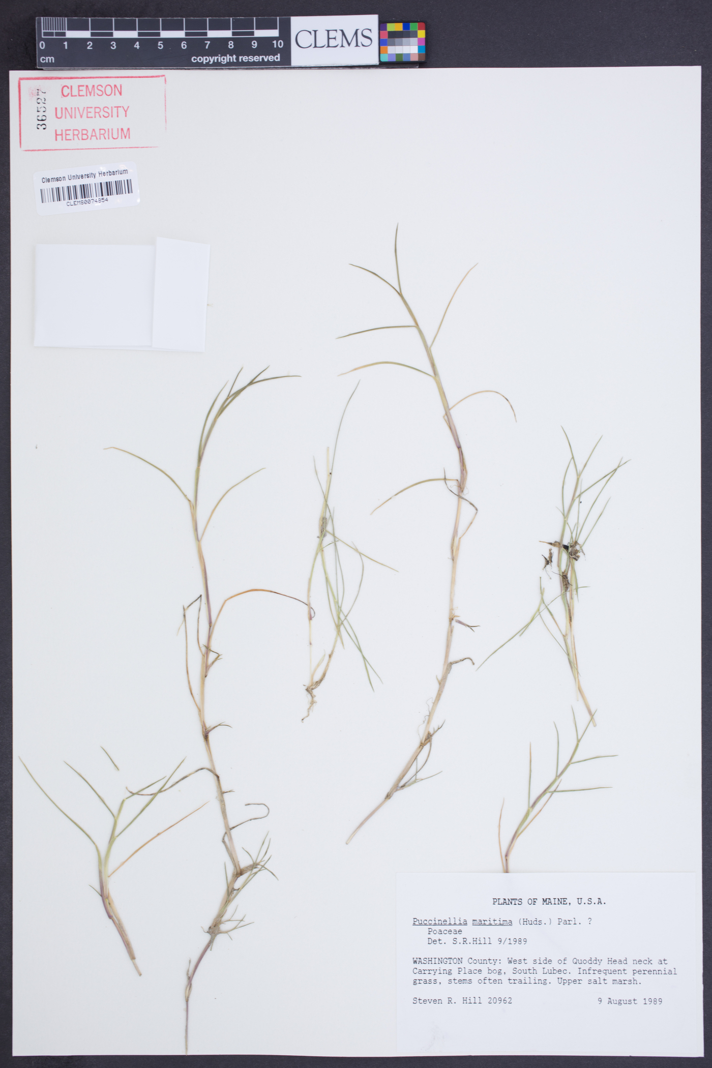 Puccinellia maritima image