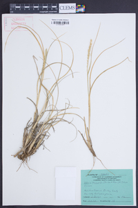 Setaria leucopila image