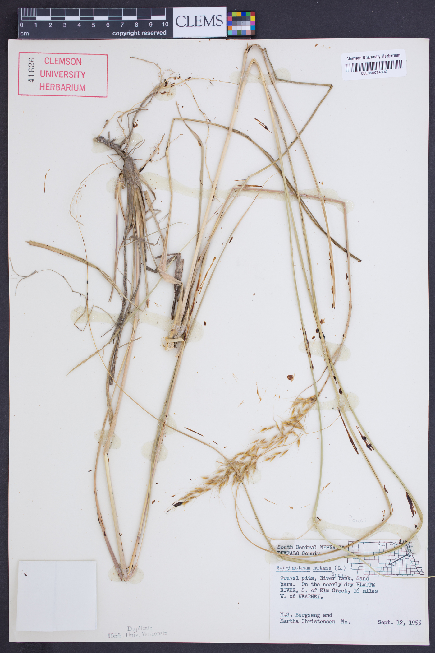 Sorghastrum pellitum image