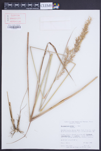 Sorghastrum pellitum image