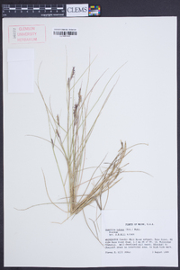 Spartina patens image