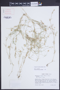 Eragrostis reptans image