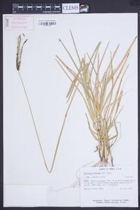 Eustachys petraea image