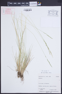 Festuca ovina image