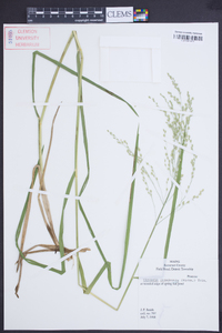 Glyceria canadensis image