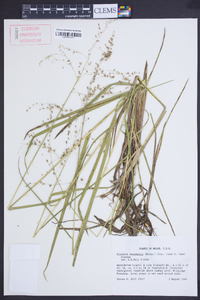 Glyceria canadensis image