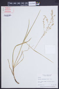 Glyceria canadensis image