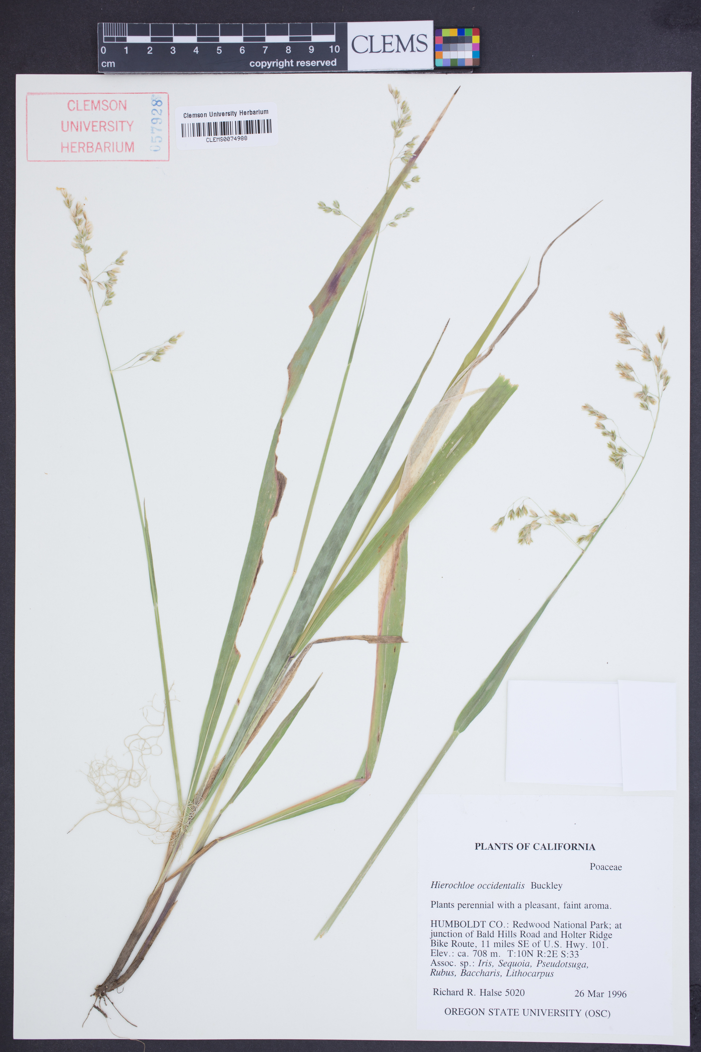 Hierochloe occidentalis image