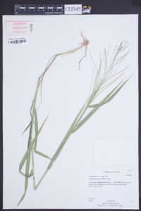 Leptochloa panicea image