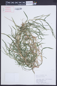 Muhlenbergia frondosa image