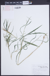 Muhlenbergia frondosa image