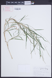 Muhlenbergia sylvatica image