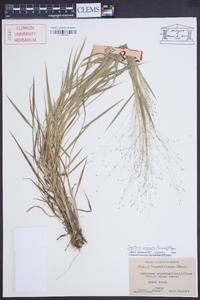 Digitaria cognata image