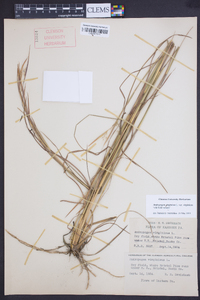 Andropogon virginicus var. virginicus image