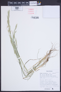 Bromus arizonicus image