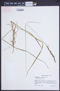 Calamagrostis pickeringii image