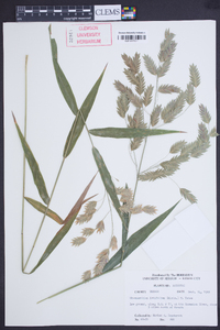 Chasmanthium latifolium image