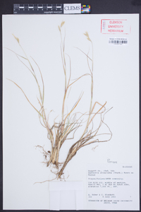 Danthonia unispicata image