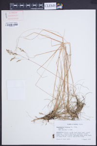 Deschampsia flexuosa image