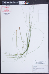 Juncus coriaceus image