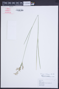 Juncus biflorus image