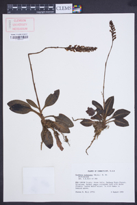 Goodyera pubescens image