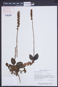 Goodyera pubescens image