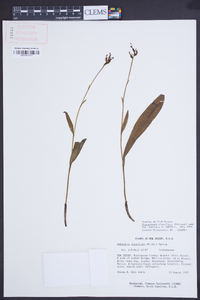 Platanthera clavellata image