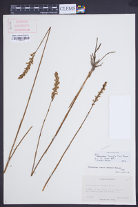 Spiranthes laciniata image