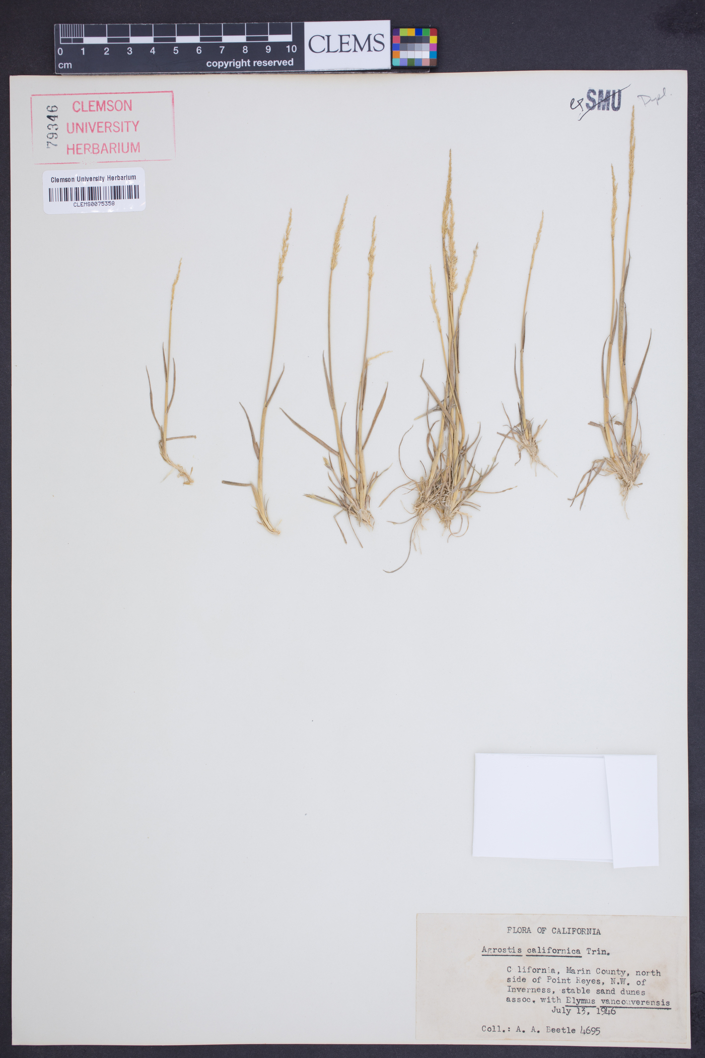 Agrostis californica image