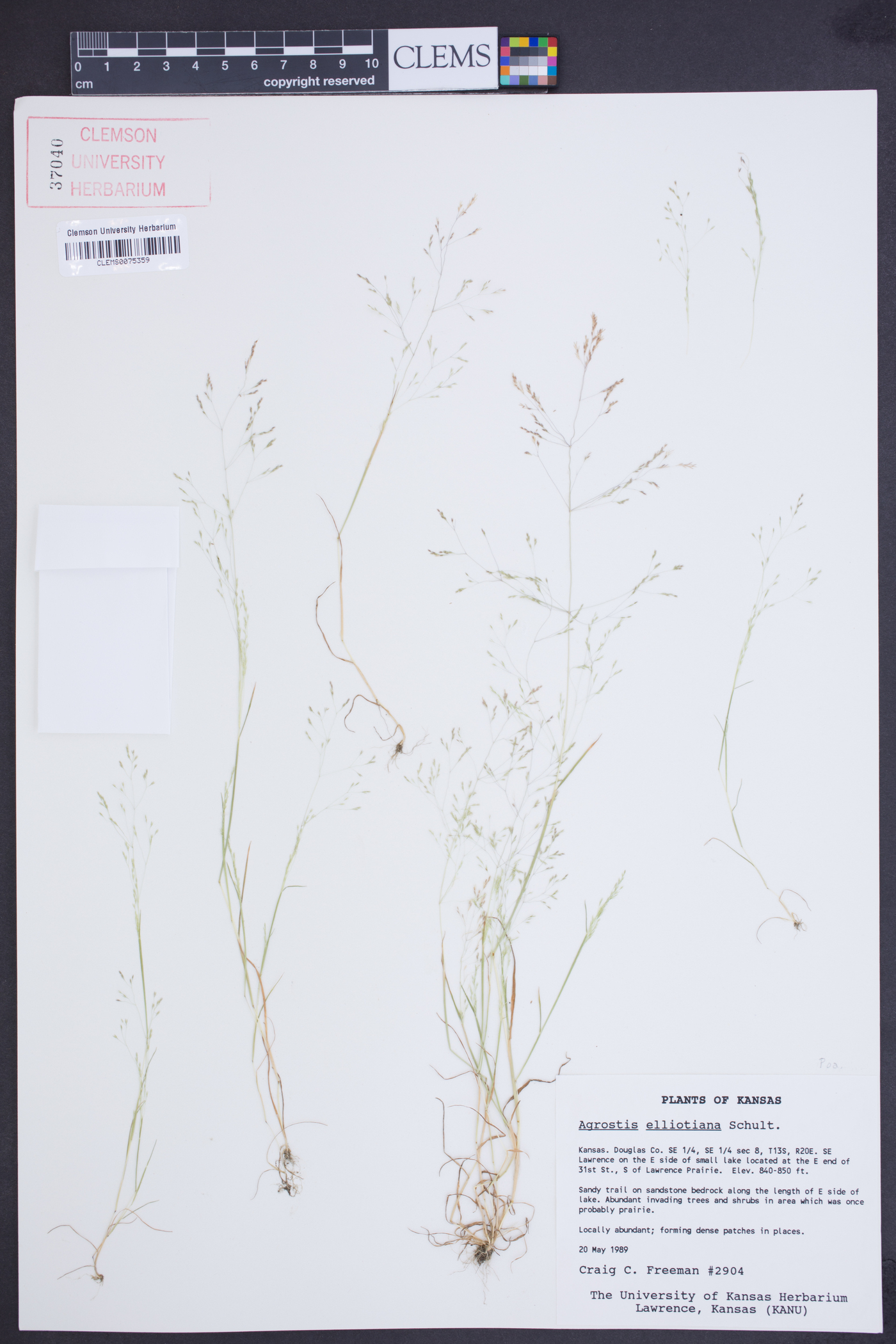 Agrostis elliotiana image