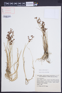 Juncus articulatus image