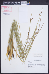 Juncus balticus subsp. littoralis image