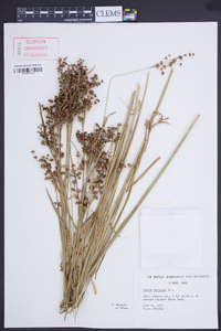 Juncus biflorus image