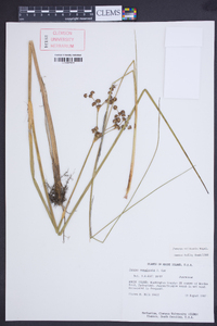 Juncus militaris image