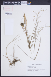 Juncus pelocarpus image