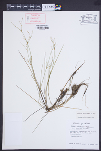 Juncus pelocarpus image